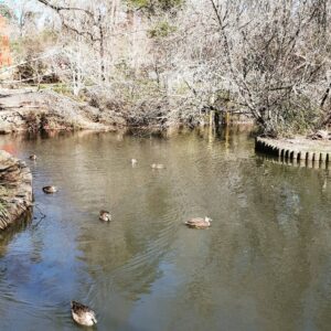 Blackheath Duck Pond